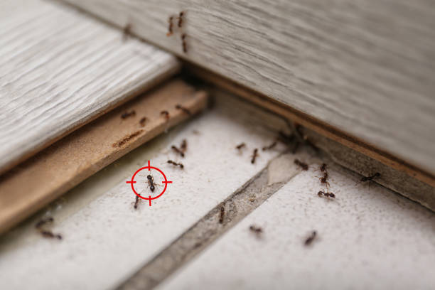 Best Local Pest Control Services  in Forsyth, MT
