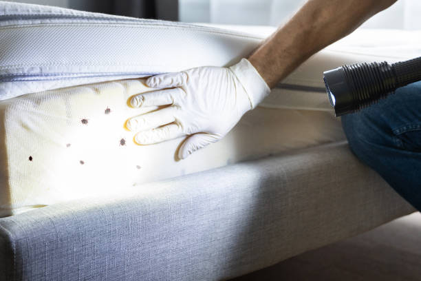 Best Emergency Pest Control  in Forsyth, MT
