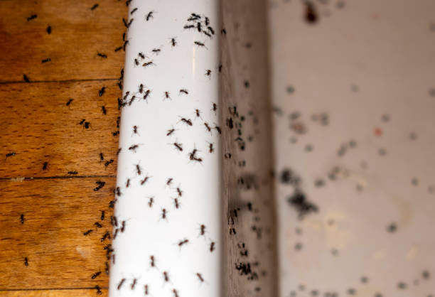 Best Flea Control Services  in Forsyth, MT